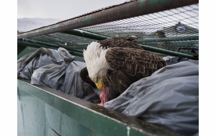 © Corey Arnold, Dumpster Diver - nominacja w kategorii NATURE SINGLES / Orzeł żywi się mięsnymi skrawkami wyrzuconymi z lokalnego supermarketu (Alaska, USA).