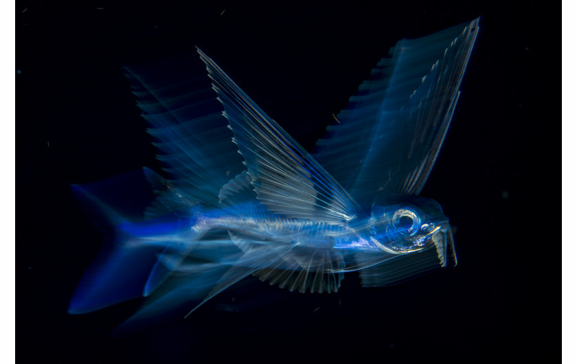 © Michael Patrick O'Neill, Flying Fish in Motion - nominacja w kategorii NATURE SINGLES / Latająca ryba pływa w nocy pod powierzchnią wody w zatoce Palm Beach (Floryda, USA).