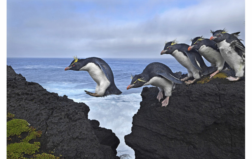 © Thomas P. Peschak , Jump - nominacja w kategorii NATURE SINGLES / Pingwiny Rockhopper podczas wędrówki po wzburzonym wybrzeżu wyspy Marion, południowoafrykańskiego terytorium Antarktycznego na Oceanie Indyjskim.