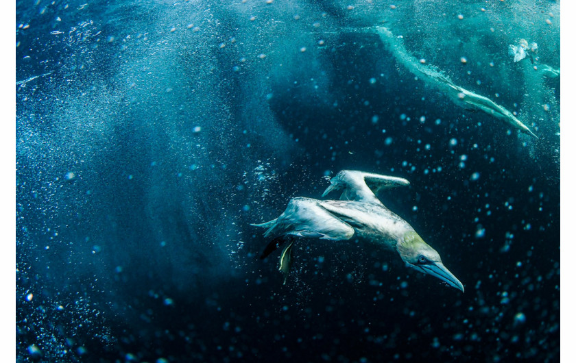 Kategoria: Zdjęcia pojedyncze - środowisko. III nagroda. Autor: Marcin Dobas dla „National Geographic Polska”
Głuptaki potrafią nurkować do wody z wysokości 30 m, osiągając prędkość 100 km/h ,gdy uderzają w taflę wody. Dzięki temu są w stanie łapać ryby na dużo większej głębokości niż większość ptaków.⁠