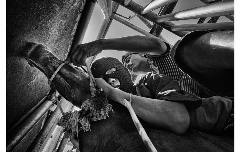 © Alain Schroeder, Kid Jockeys - I miejsce w kategorii SPORTS STORIES / Dziecięcy dżokeje (w wieku 5-10 lat) jeżdżą konno boso i bez sprzętu ochronnego, na małych koniach, podczas tradycyjnych wyścigów Maen Jaran, na wyspie Sumbawa w Indonezji.