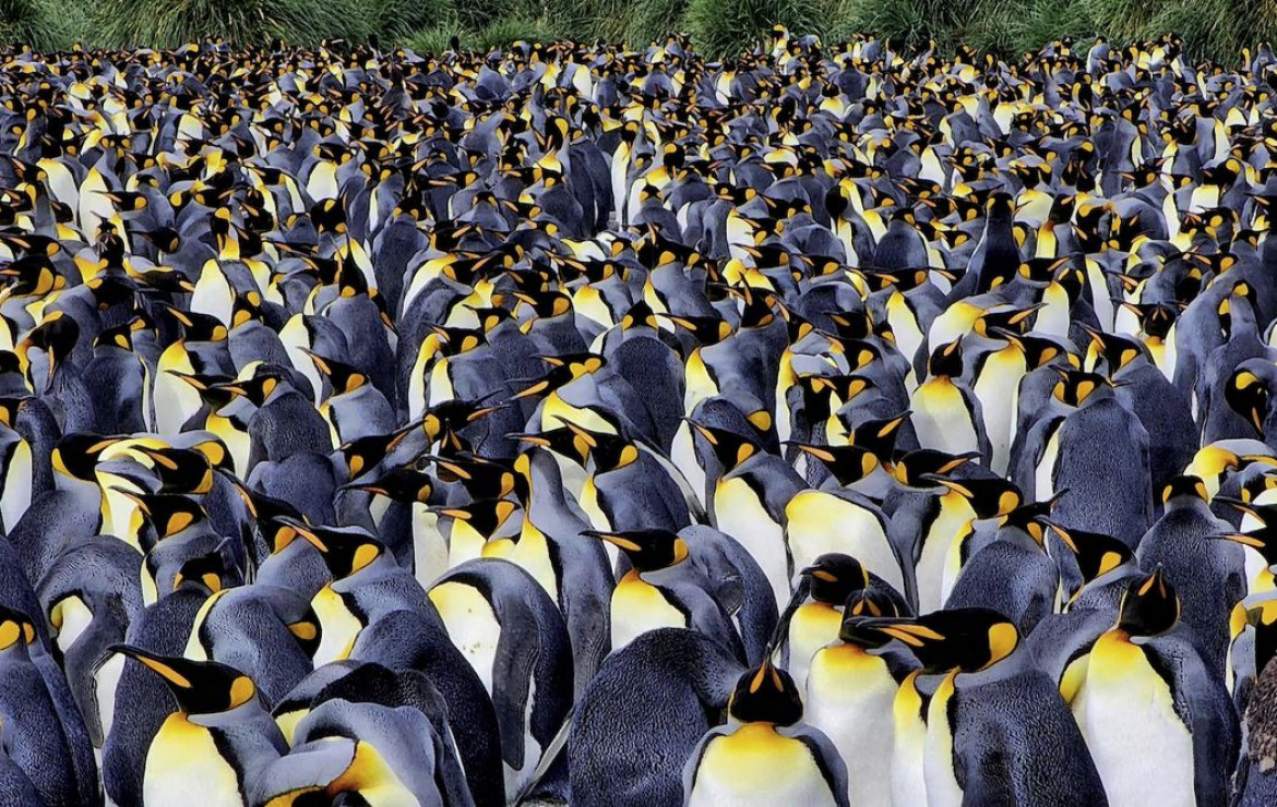 <b>fot. Rhez Solano  / "Pictures of the Year" National Geographic</b></br></br>
Pingwiny królewskie tłoczą się na plażach Gold Harbour w Georgii Południowej. Wyspa leży na odległym południowym Oceanie Atlantyckim, niedaleko Antarktydy i goszcząc około 25 000 par pingwinów królewskich, wraz z pingwinami gentoo i słoniami morskimi.
