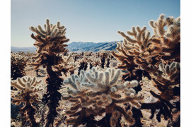 fot. Dan Liu, "Cactus under the scorching sun", 1. miejsce w kategorii Floral / IPPA 2019