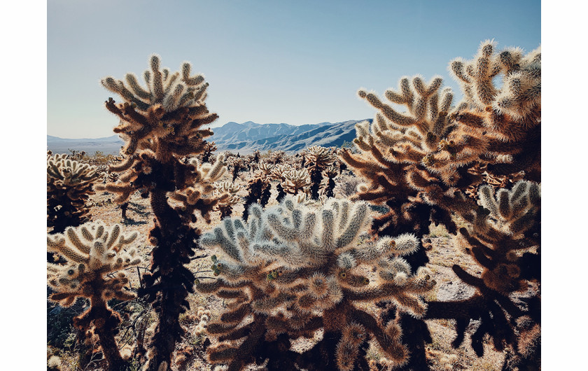 fot. Dan Liu, Cactus under the scorching sun, 1. miejsce w kategorii Floral / IPPA 2019