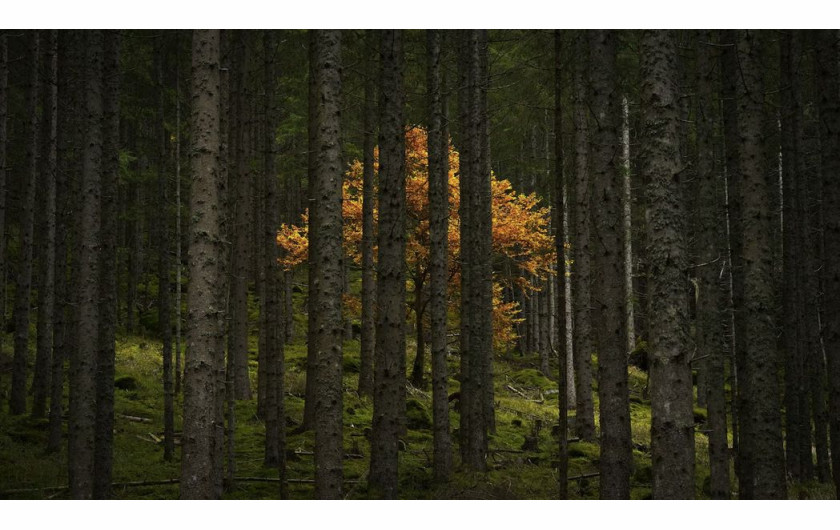 Alex Berger / Pictures of the Year National Geographic
Podczas podróży przez austriackie Alpy, Alex Berger zauważył jednopasmową drogę, która wiła się w górach. Podążał nią wzdłuż niewielkiego strumienia otoczonego ścianami lasu, gdy dostrzegł to złote drzewo kwitnące między pniami. Jest to dla mnie pewien wymiar fantazji, mówi Berger, który przyprawia mnie o gęsią skórkę.
