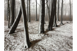fot. Christian Helwig, "Snowshadow", 1. miejsce w kategorii Trees / IPPA 2019