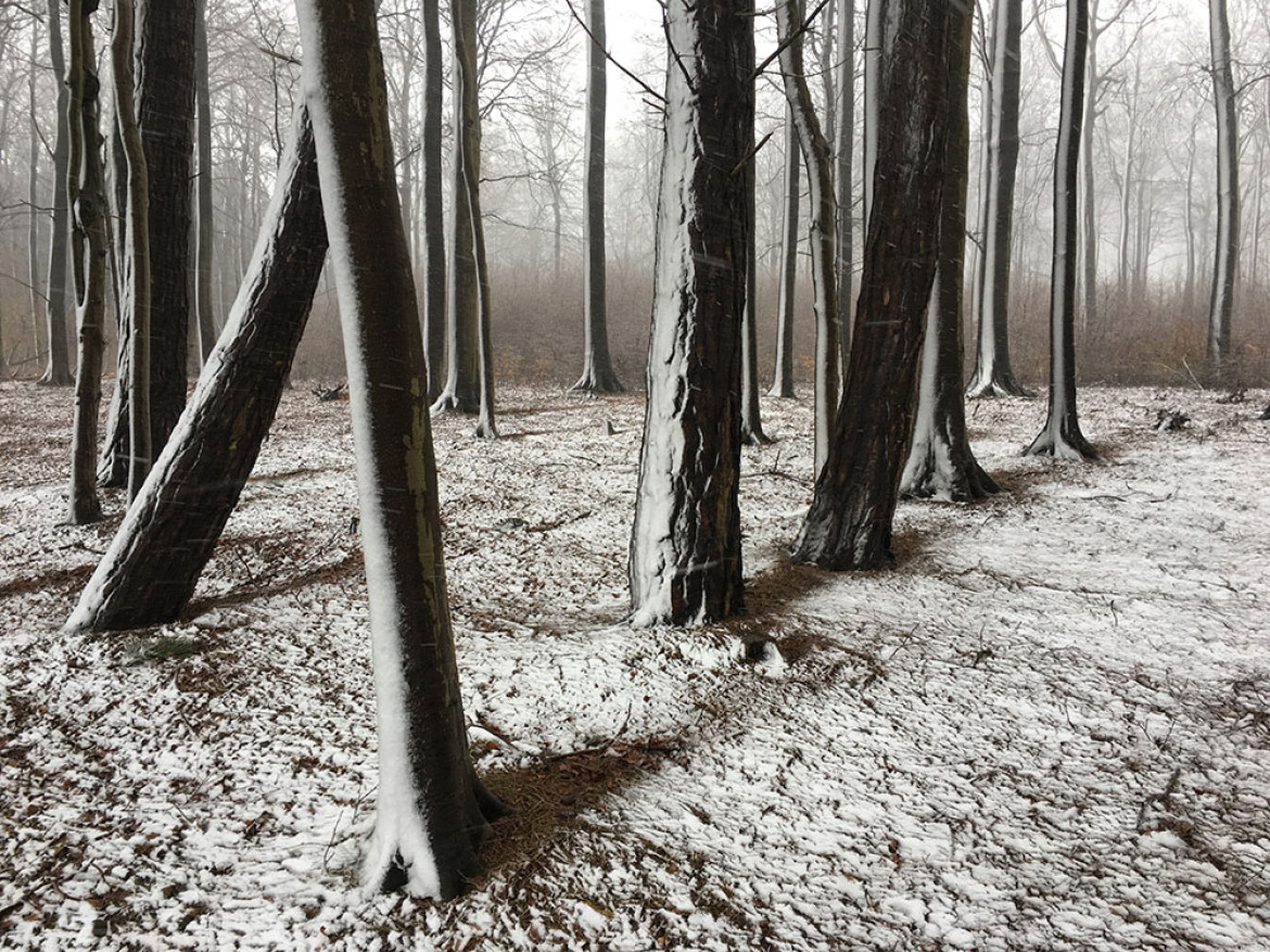 fot. Christian Helwig, "Snowshadow", 1. miejsce w kategorii Trees / IPPA 2019