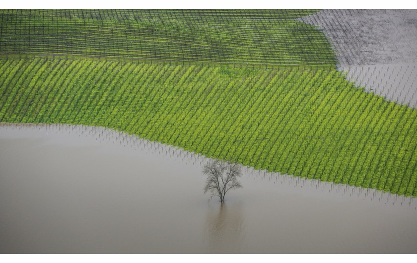 fot. George Rose, Vineyard Flooding, 1. miejsce w kategorii Errazuriz Wine Photographer of the Year - Places