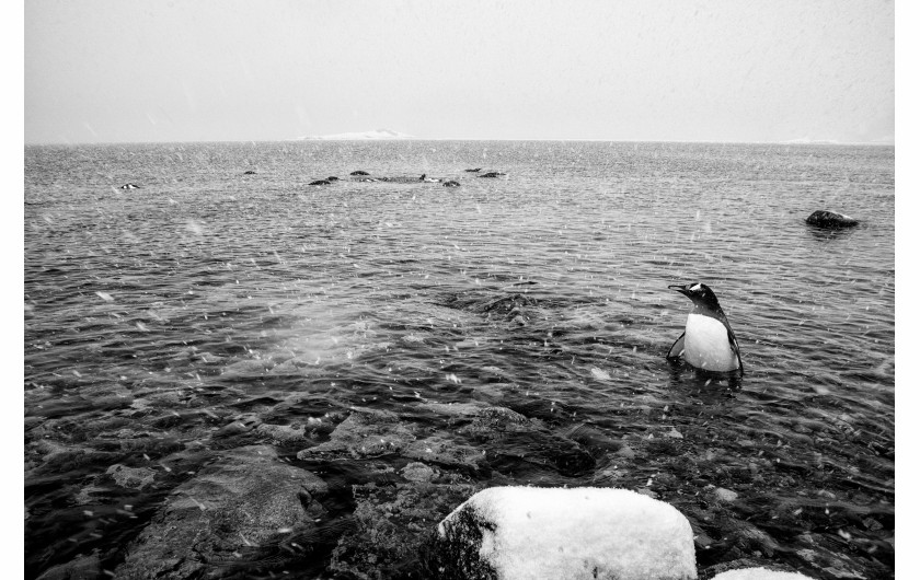 I miejsce w kategorii ŚRODOWISKO - fot. Maciej Jabłoński, F11 – Studio
Antarktyda. Reportaż powstał podczas antarktycznego rejsu jesienią 2018 roku, autor był członkiem załogi S/Y Selma Expeditions – jachtu, który od kilkunastu lat eksploruje wody Antarktydy. Na zdjęciu:  Wczesną wiosną pingwiny są jeszcze przed okresem lęgowym.
Październik–listopad 2018