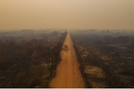 fot. Lalo de Almeida, Brazylia, z cyklu: "Pantanal Ablaze" dla Folha de
São Paulo, 1 miejsce w kategorii "Środowisko - seria zdjęć" / World Press Photo 2021<br></br><br></br>


Prawie jedna trzecia brazylijskiego regionu Pantanal - największego na świecie tropikalnego mokradła i zalanych łąk, rozciągającego się na około 140 000 do 160 000 kilometrów kwadratowych - została strawiona przez pożary w 2020 roku. Według brazylijskiego Narodowego Instytutu Badań Kosmicznych, w 2020 roku było trzy razy więcej pożarów niż w 2019 roku. Pożary w Pantanalu zwykle płoną tuż pod powierzchnią, podsycane przez wysoce łatwopalny torf, co oznacza, że palą się dłużej i są trudniejsze do ugaszenia. Pantanal, który został uznany przez UNESCO za Światowy Rezerwat Biosfery i jest jednym z najważniejszych biomów Brazylii, cierpi z powodu najgorszej suszy od prawie 50 lat, co spowodowało, że pożary wymknęły się spod kontroli. Wiele z pożarów powstało w wyniku rolnictwa bezodpływowego, które stało się bardziej powszechne z powodu osłabienia przepisów ochrony przyrody i ich egzekwowania przez administrację prezydenta Jaira Bolsonaro. Brazylijskiemu Instytutowi Środowiska i Odnawialnych Zasobów Naturalnych (IBAMA) zmniejszono finansowanie o około 30 procent. Bolsonaro często wypowiadał się przeciwko środkom ochrony środowiska i wielokrotnie komentował podważanie prób karania przestępców przez brazylijskie sądy. Ekolodzy twierdzą, że zachęca to do wypalania gruntów rolnych i tworzy klimat bezkarności. Luciana Leite, która bada relacje ludzkości z przyrodą na Uniwersytecie Federalnym w Bahia, przewiduje całkowity zanik Pantanalu, jeśli utrzymają się obecne trendy klimatyczne i polityka antyśrodowiskowa.

