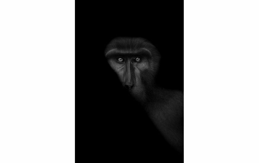 THOMAS VIJAYAN Tonkean Macaque - II miejsce w kategorii Nature and Wildlife (zdjęcie pojedyncze) 