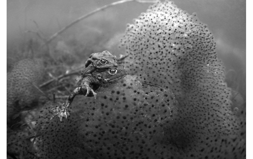 GINO SYMUS - Mating toads - II miejsce w kategorii Nature and Wildlife (zdjęcie z serii)