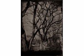 fot. Monika Cichoszewska, "Trees",  1. miejsce w amatorskiej kategorii Nature / Trees