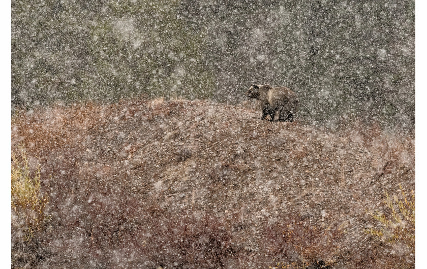 fot. Stefano Quirini, Under the Snow..., 1. miejsce w kategorii Mammals