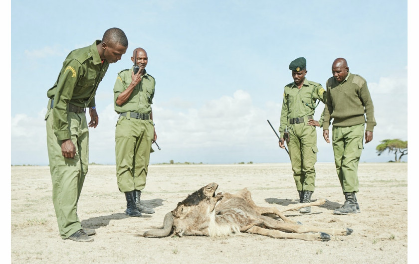 fot. Alex Grace / Decade of Change
Strażnicy Big Life z Esiteti (Ambosela w Kenii) napotykają gnu umierającą z powodu suszy. Brak deszczu oznacza także brak wody pitnej i pożywienia dla zwierząt.